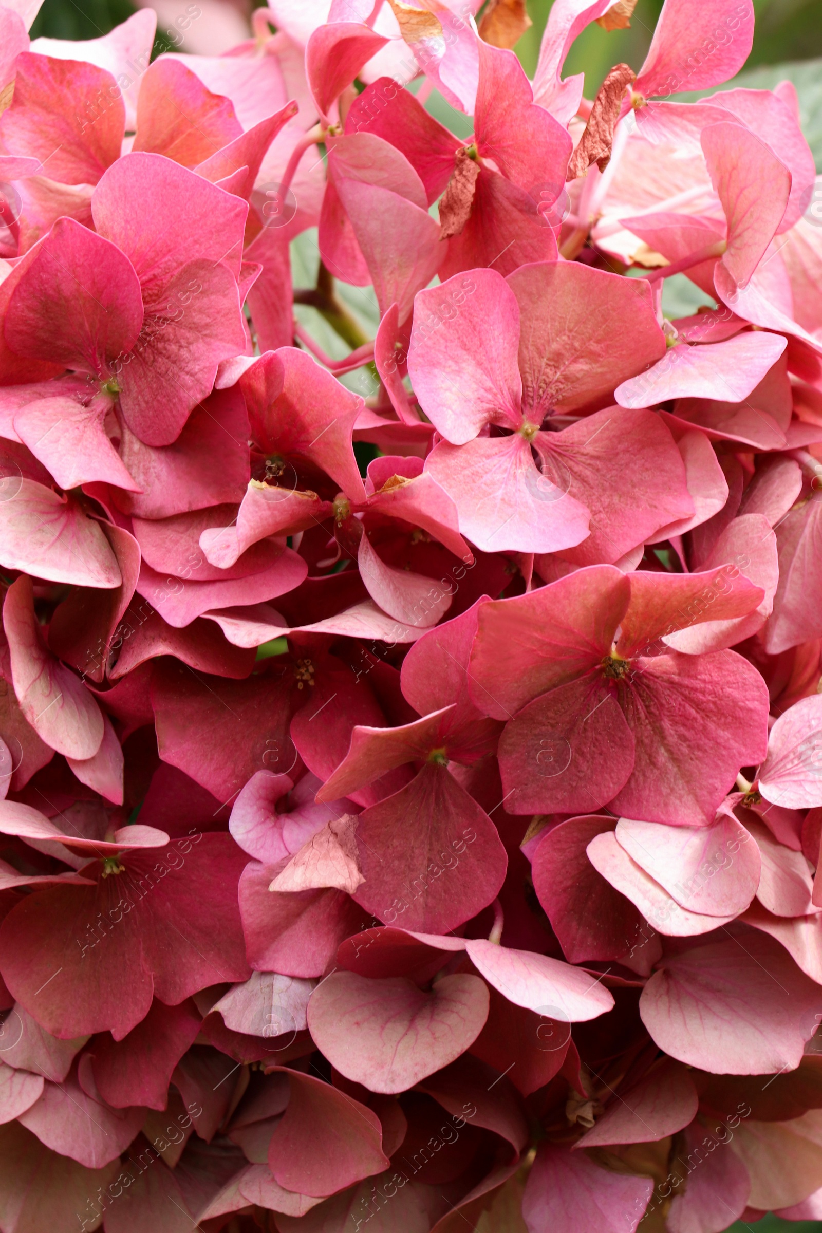 Photo of Beautiful pink hydrangea flower as background, closeup