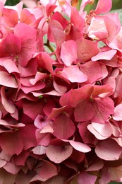 Beautiful pink hydrangea flower as background, closeup