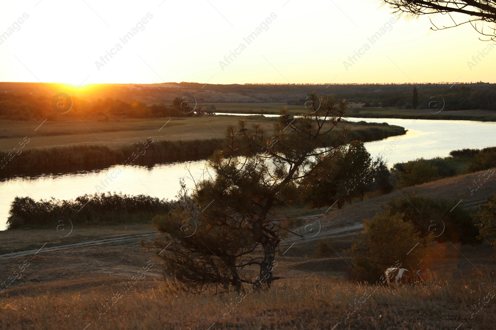 Photo of Picturesque view of tree near river at sunset