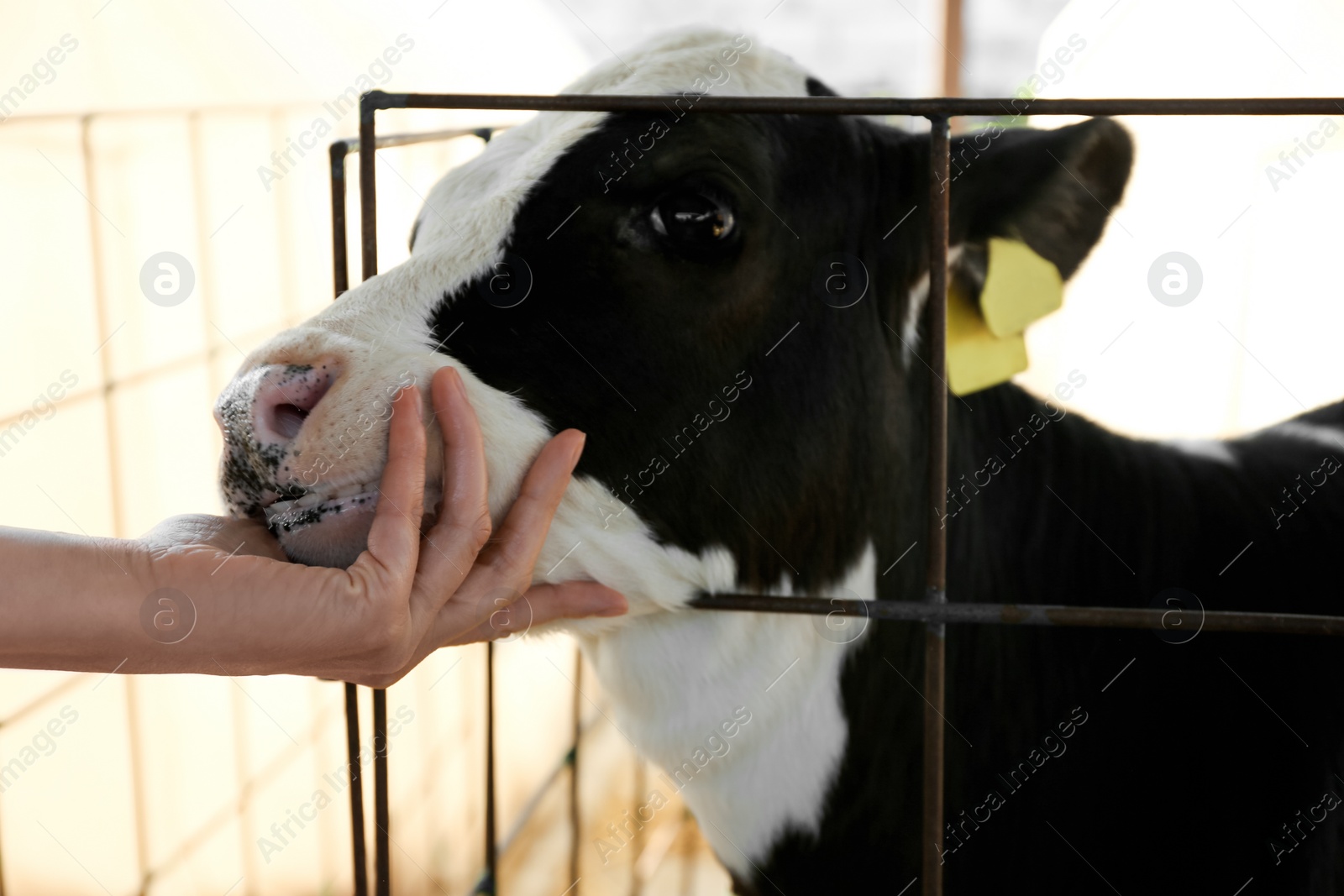 Photo of Woman stroking little calf on farm, closeup. Animal husbandry