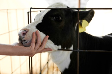 Woman stroking little calf on farm, closeup. Animal husbandry