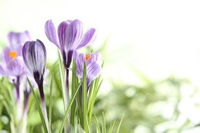 Photo of Beautiful spring crocus flowers on blurred background, space for text