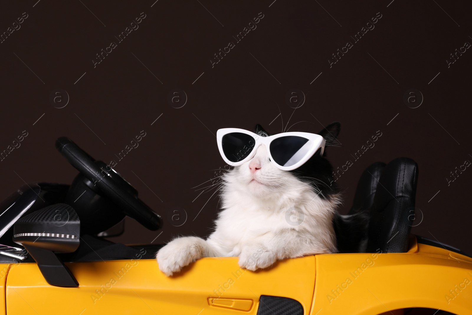 Photo of Funny cat with sunglasses in toy car against brown background