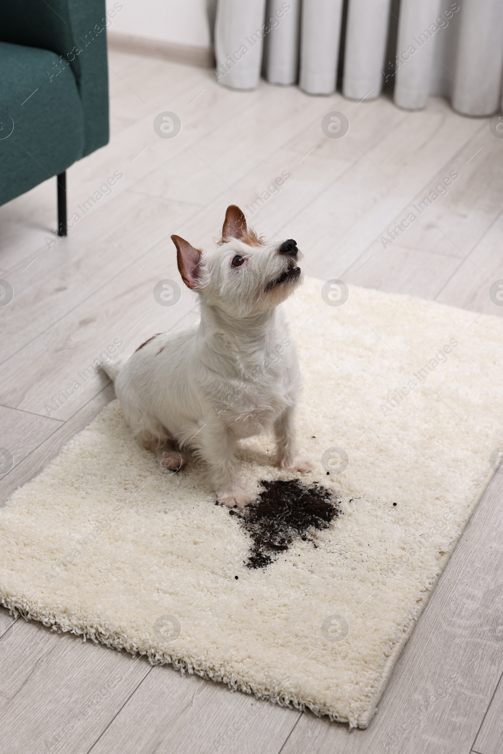 Photo of Cute dog near mud stain on rug indoors