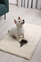Cute dog near mud stain on rug indoors