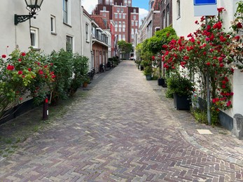 City street with beautiful buildings and blooming plants