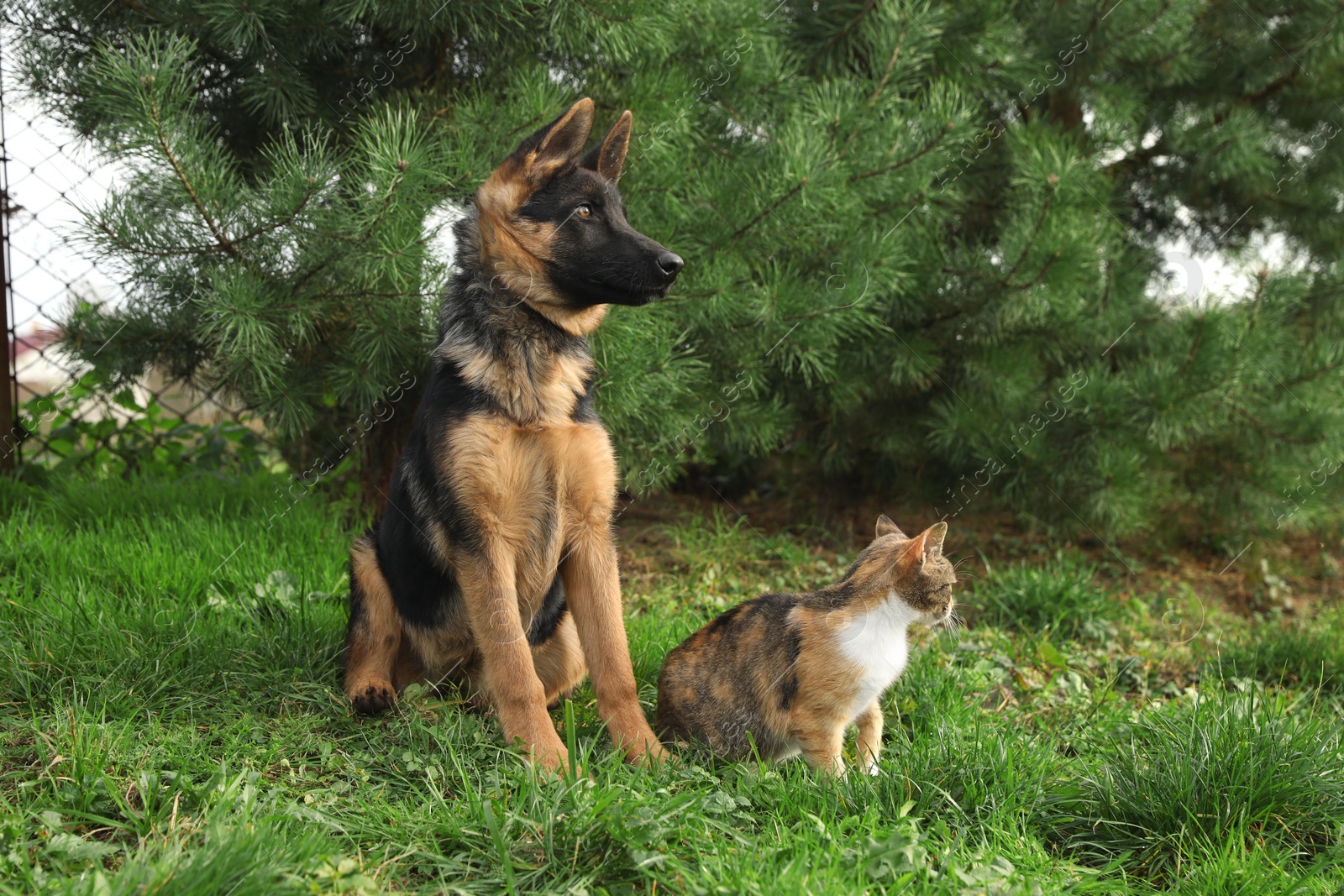 Photo of Cute German shepherd puppy and cat on green grass outdoors