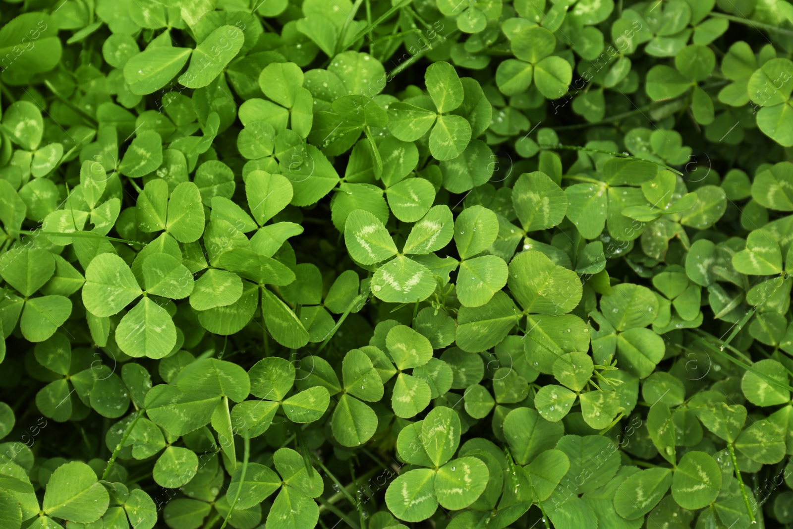 Photo of Beautiful green clover leaves with water drops, top view