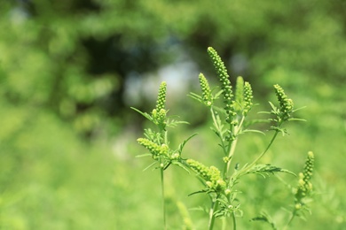 Photo of Blooming ragweed plant (Ambrosia genus) outdoors, space for text. Seasonal allergy