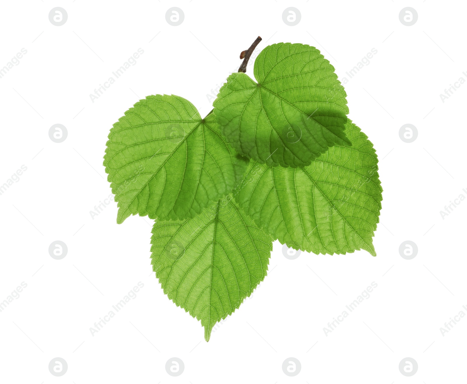 Photo of Branch with green leaves on white background