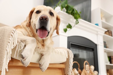 Cute Labrador Retriever on cozy armchair in room, low angle view