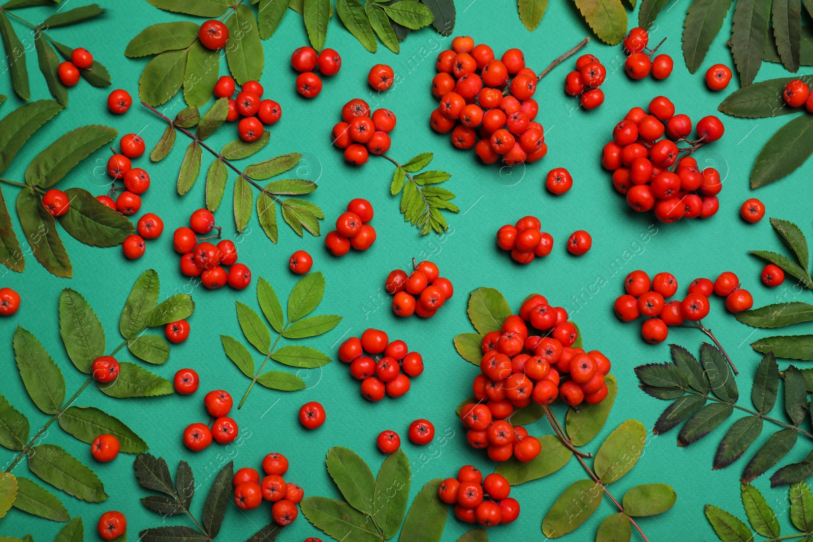 Photo of Fresh ripe rowan berries and leaves on green background, flat lay