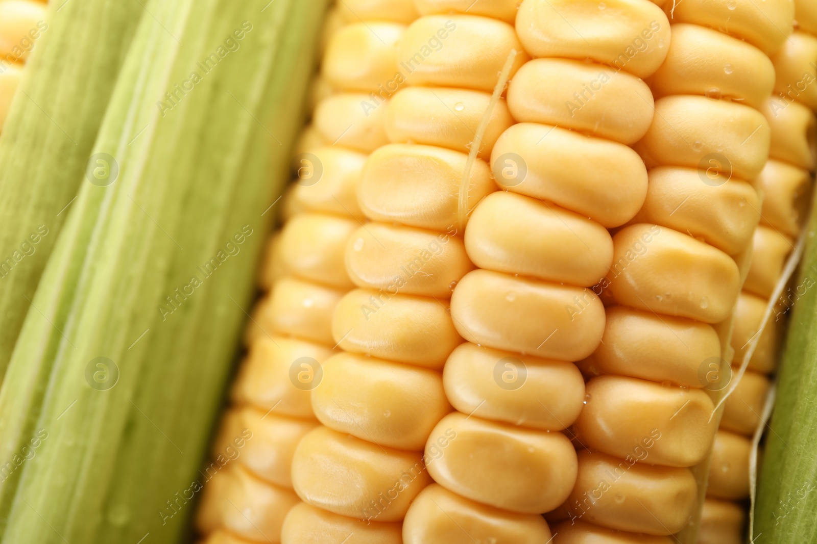 Photo of Tasty sweet corn cob as background, closeup