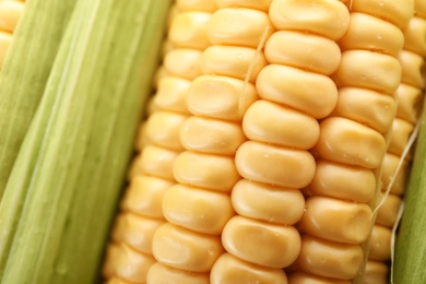 Photo of Tasty sweet corn cob as background, closeup