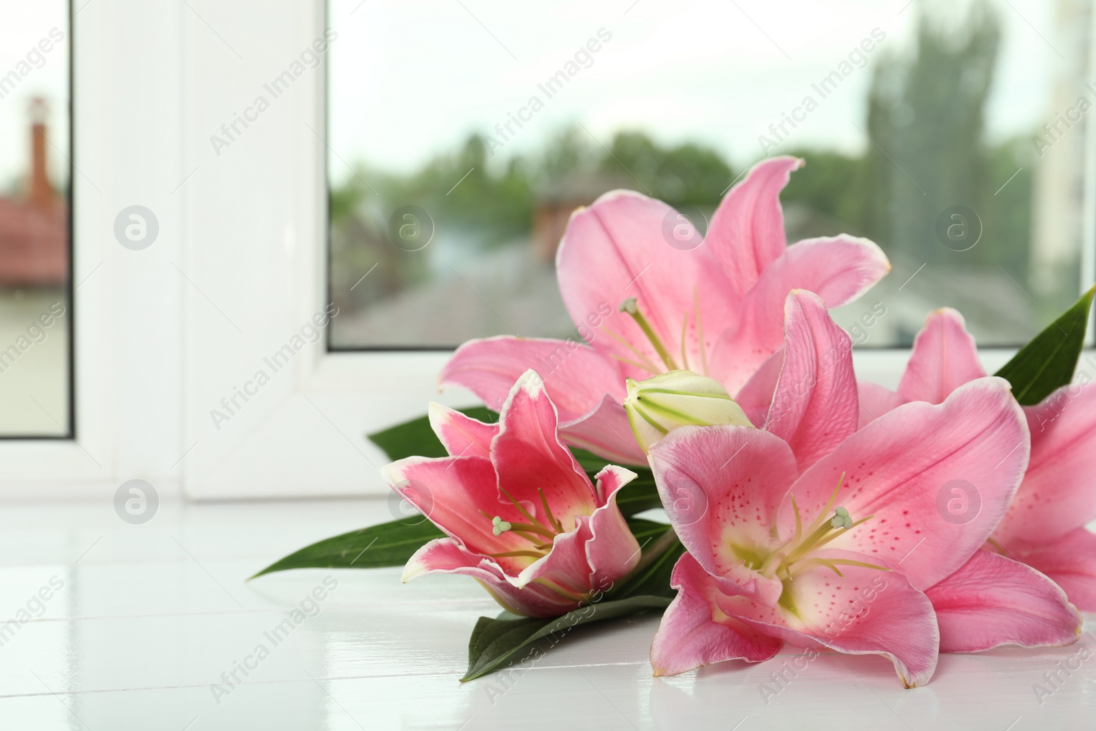 Photo of Beautiful pink lily flowers on window sill indoors, space for text