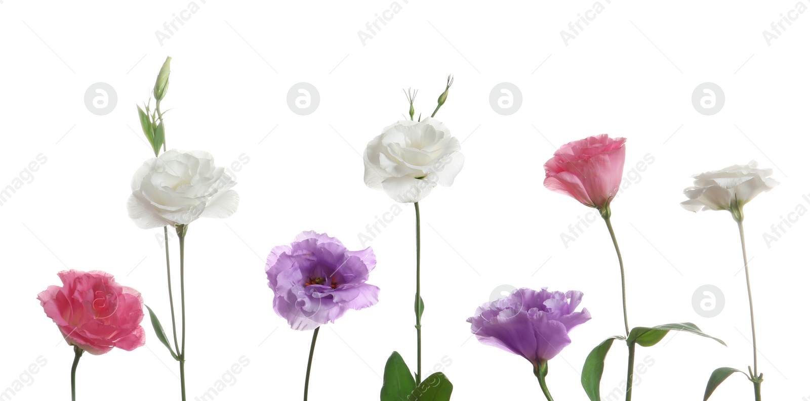 Photo of Row of beautiful Eustoma flowers on white background