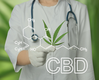 Image of Scientist with hemp plant leaf on green background, closeup. CBD formula