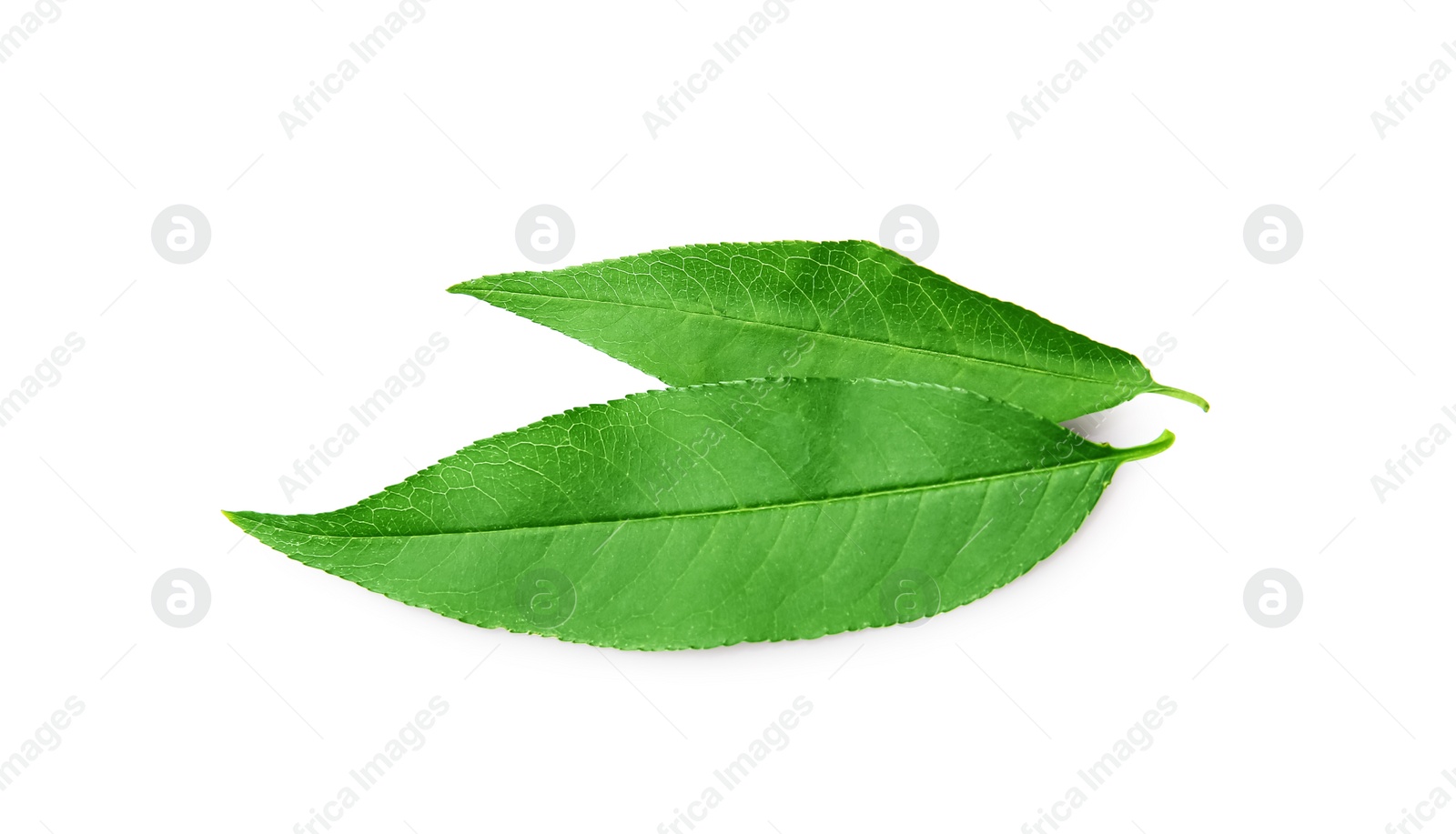 Photo of Two green peach tree leaves isolated on white