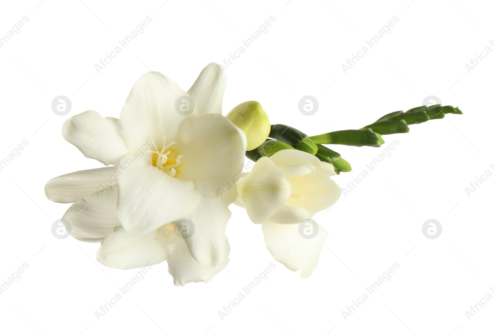 Photo of Beautiful blooming freesias isolated on white, top view