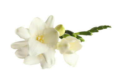 Photo of Beautiful blooming freesias isolated on white, top view