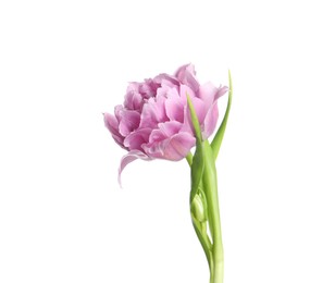 Beautiful colorful tulip flower isolated on white