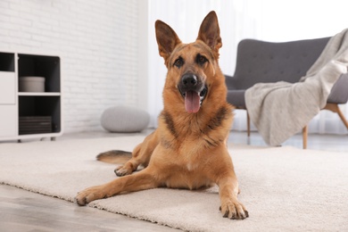 Photo of German shepherd on floor in living room