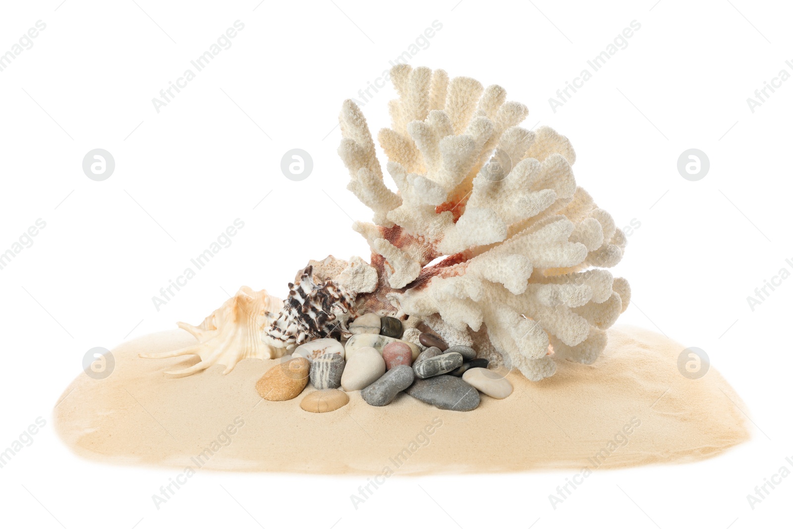 Photo of Beautiful exotic sea coral, shells and sand on white background