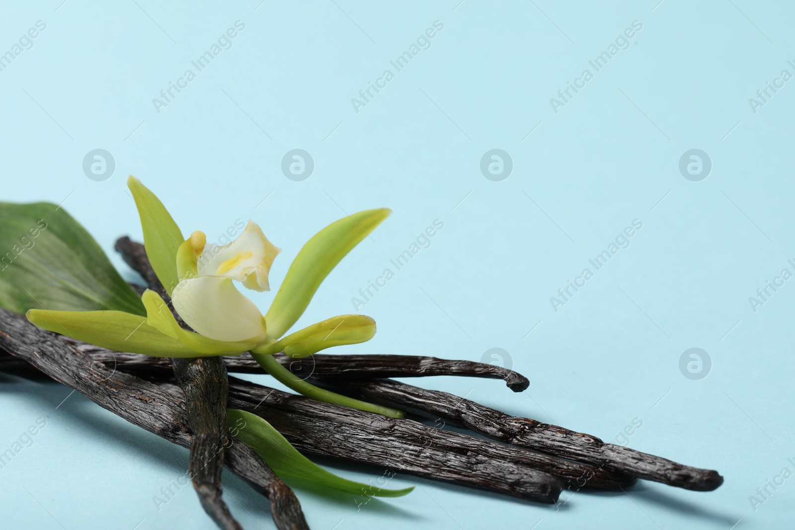 Photo of Vanilla pods, beautiful flower and green leaves on light blue background, closeup. Space for text