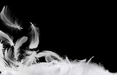 Image of Fluffy bird feathers in air on black background, space for text