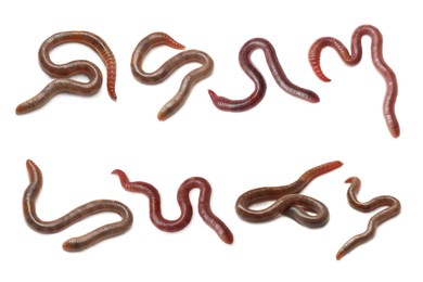 Image of Set with many worms isolated on white