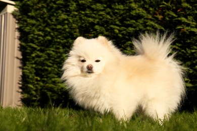 Photo of Cute fluffy Pomeranian dog on green grass outdoors. Lovely pet