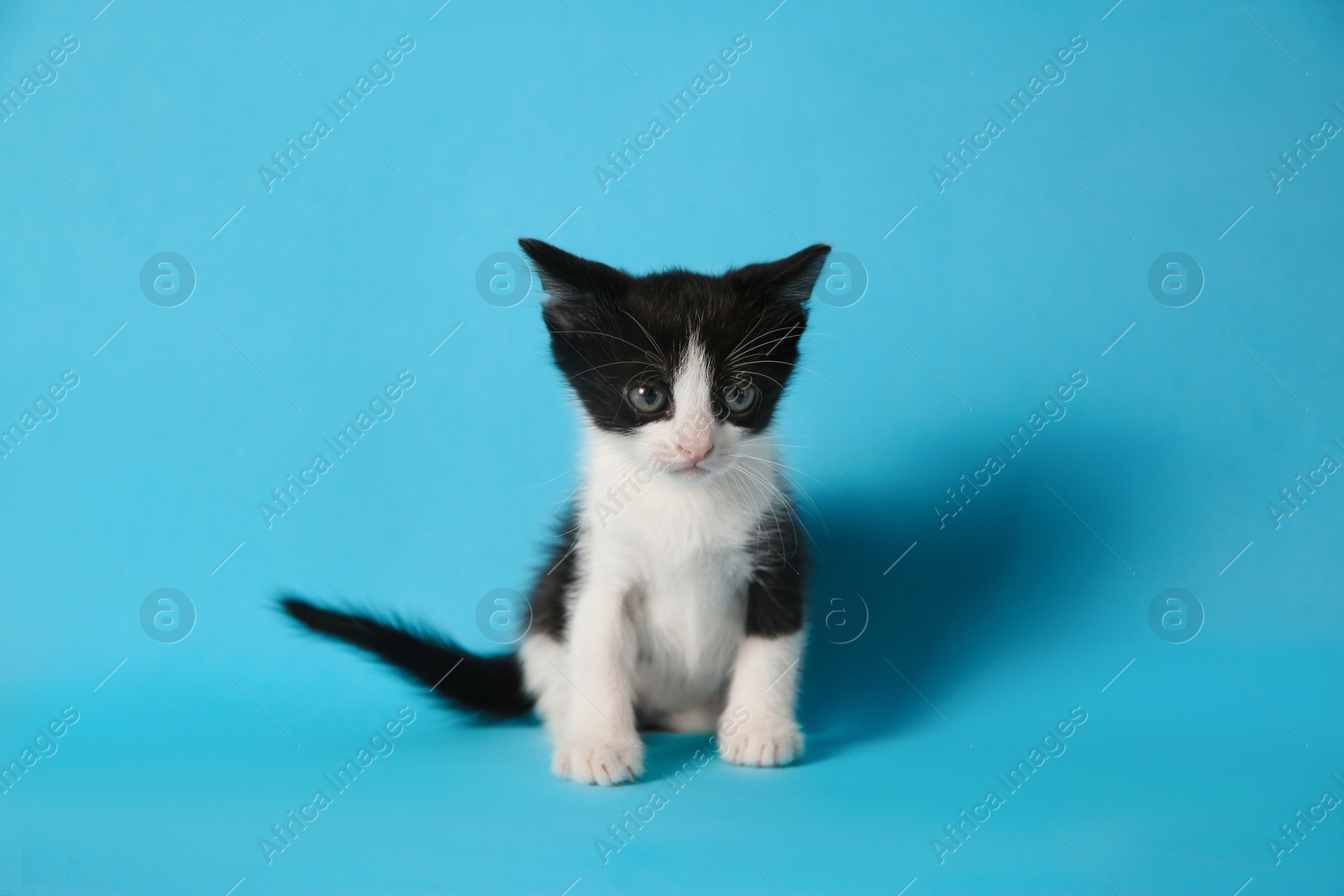 Photo of Cute little kitten on light blue background. Baby animal