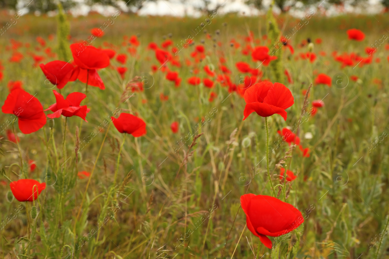 Photo of Beautiful red poppy flowers growing in field