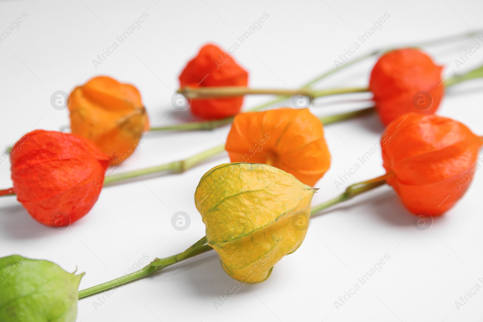 Photo of Physalis branches with colorful sepals on white background, closeup