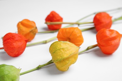 Physalis branches with colorful sepals on white background, closeup