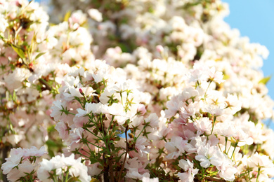 Blossoming cherry tree, closeup