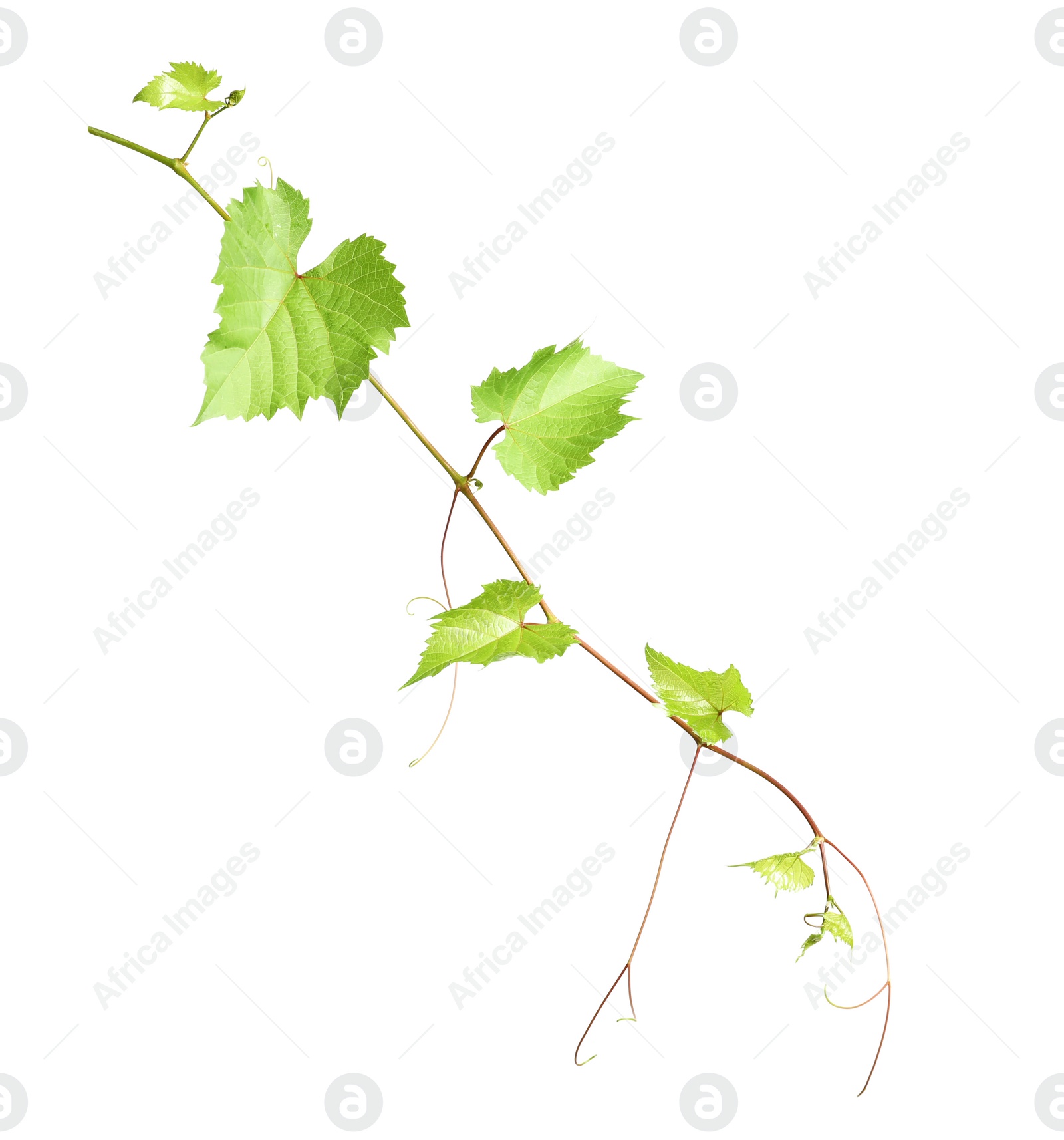 Photo of Fresh grapevine with leaves isolated on white