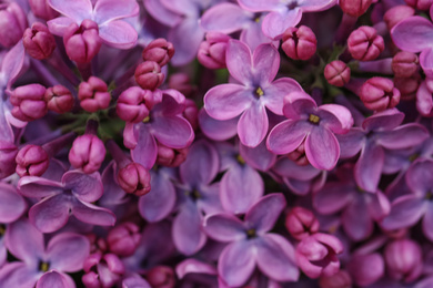 Photo of Closeup view of beautiful blossoming lilac as background