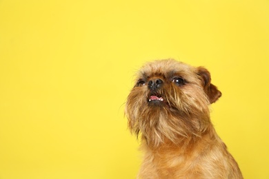 Photo of Studio portrait of funny Brussels Griffon dog looking into camera on color background. Space for text