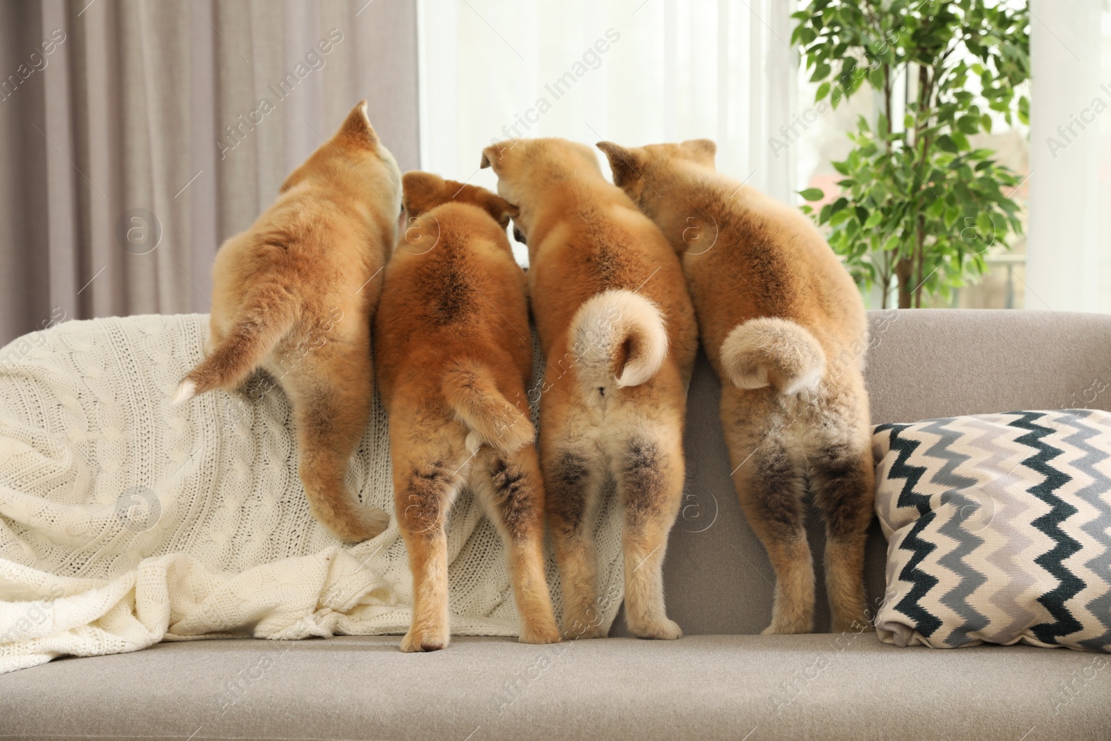 Photo of Funny akita inu puppies on sofa in living room