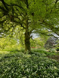 Photo of Beautiful green tree and wild garlic flowers growing in botanical garden