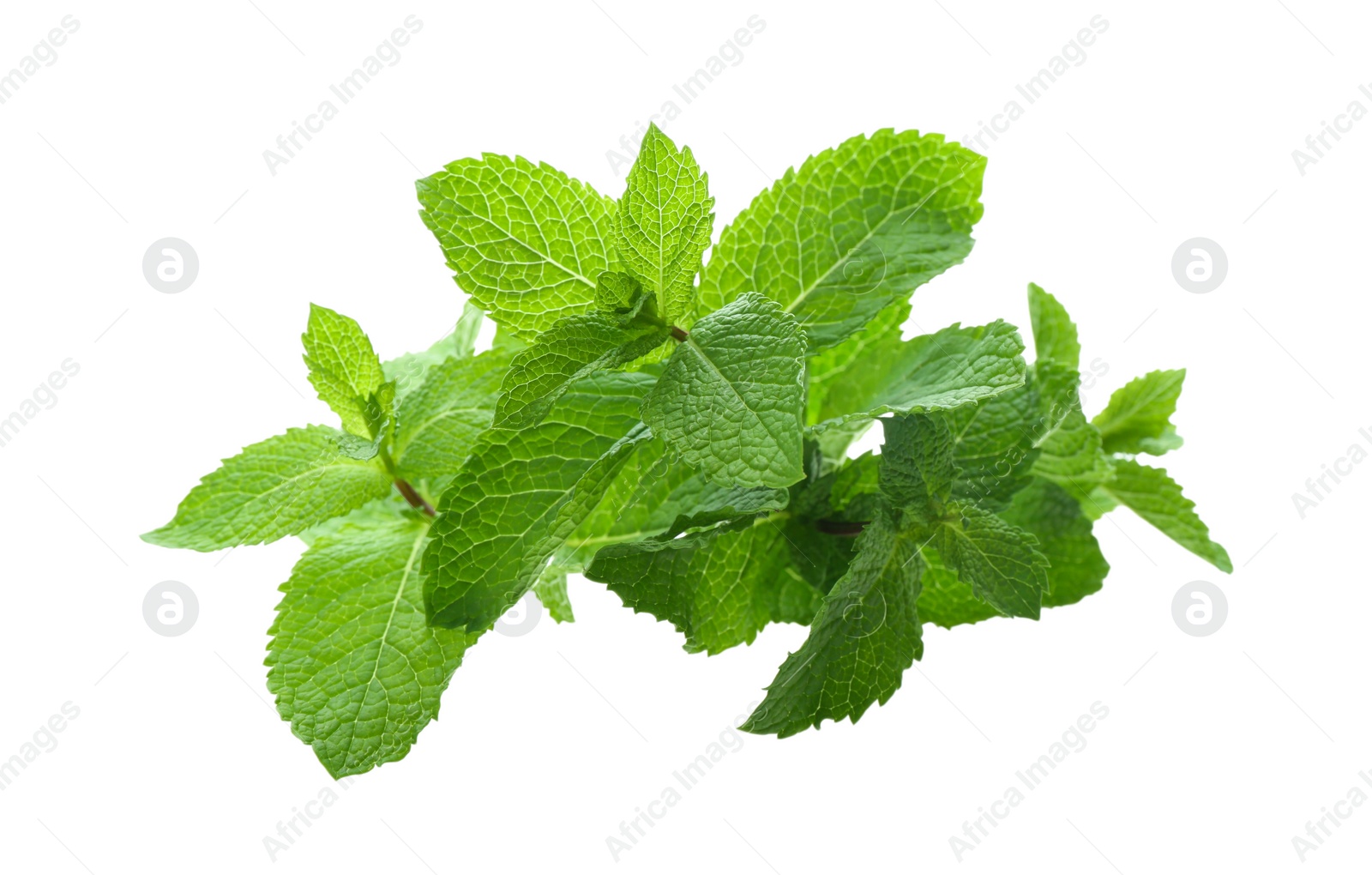 Photo of Fresh green mint leaves on white background