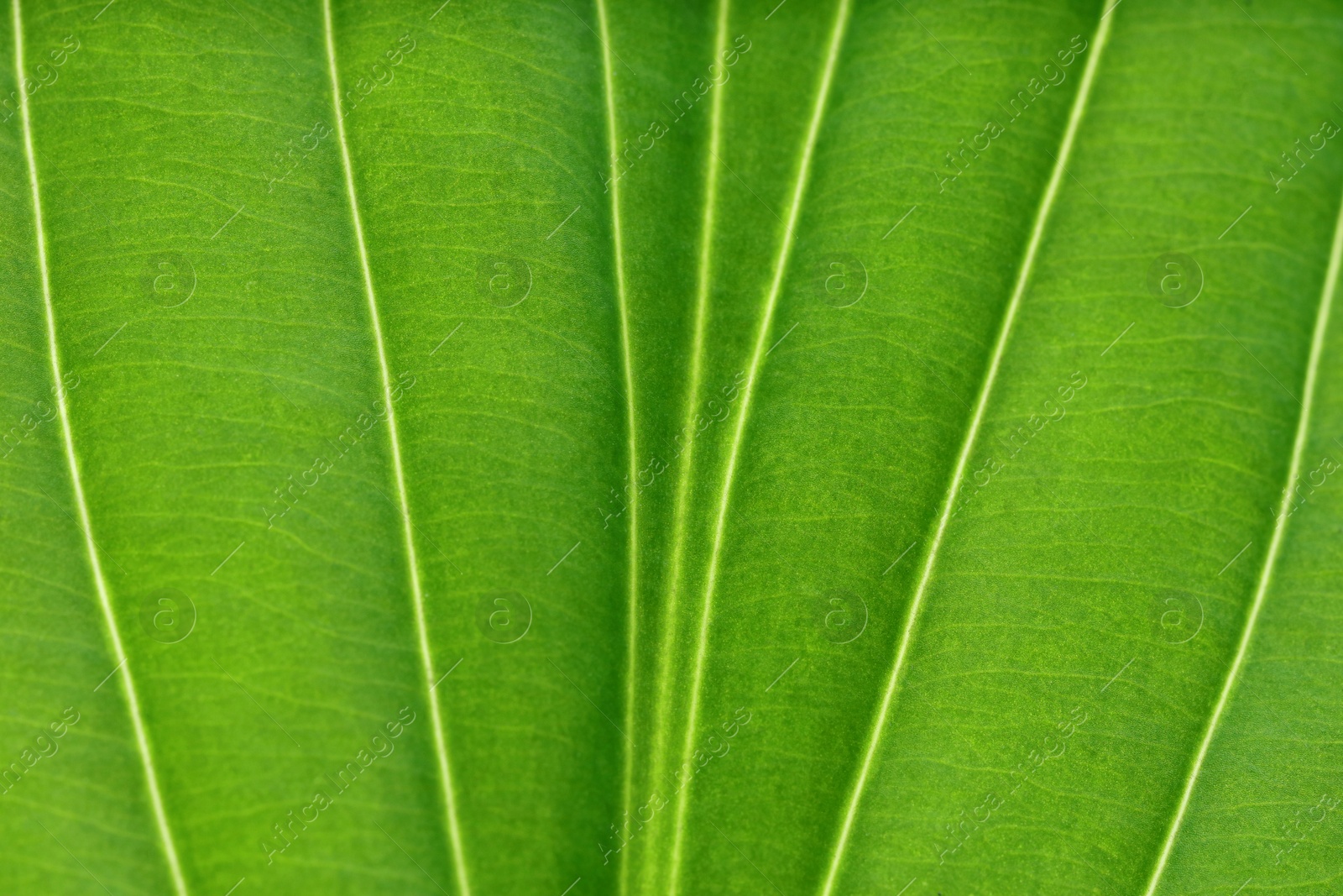 Photo of Macro photo of green leaf as background, top view