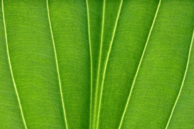 Macro photo of green leaf as background, top view