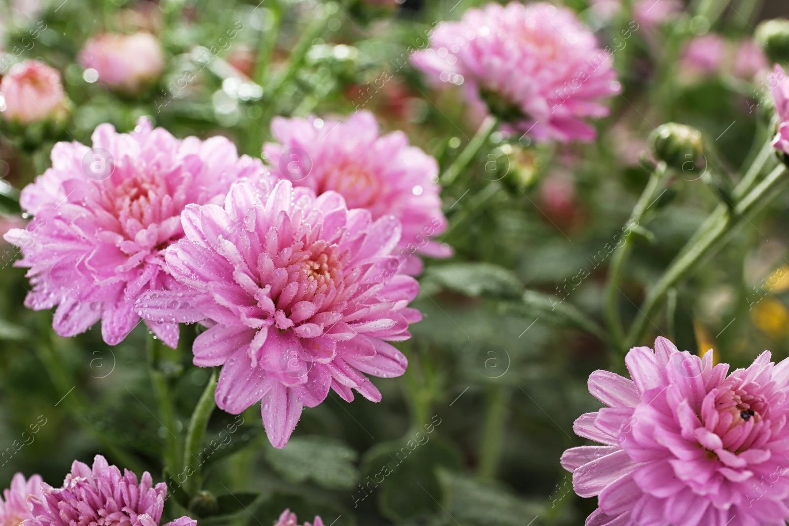 Photo of Beautiful colorful chrysanthemum flowers with water drops, closeup