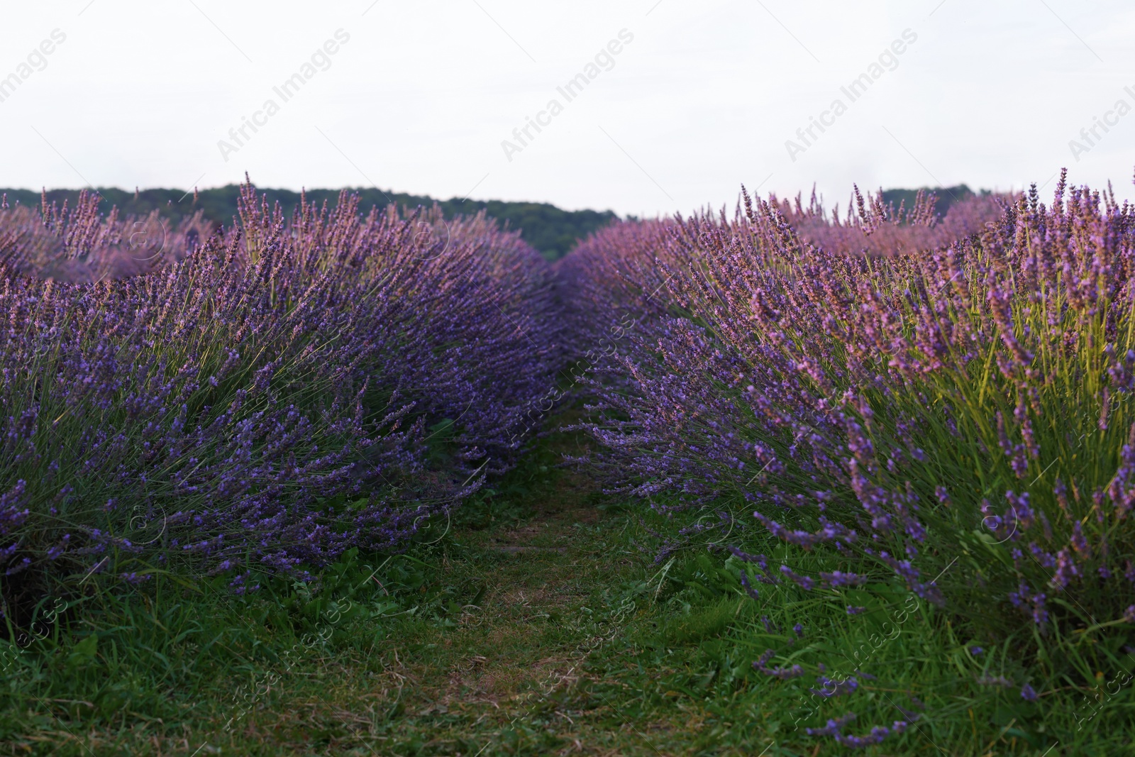 Photo of View of beautiful blooming lavender growing in field