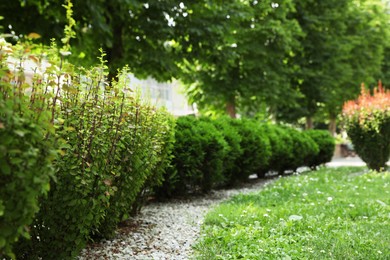 Photo of Beautiful green plants growing in park, space for text. Gardening and landscaping