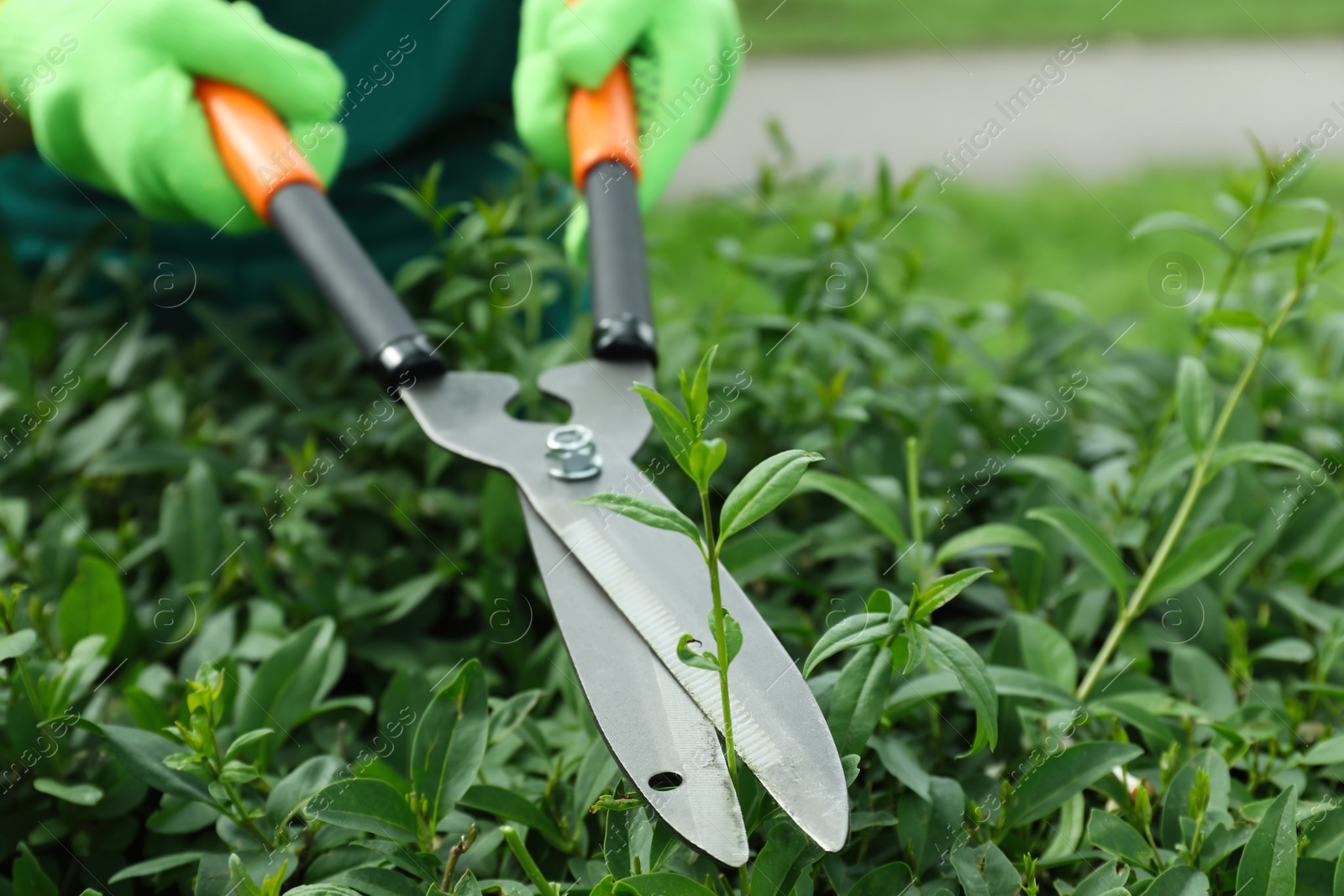 Photo of Worker cutting bush with hedge shears outdoors, closeup. Gardening tool