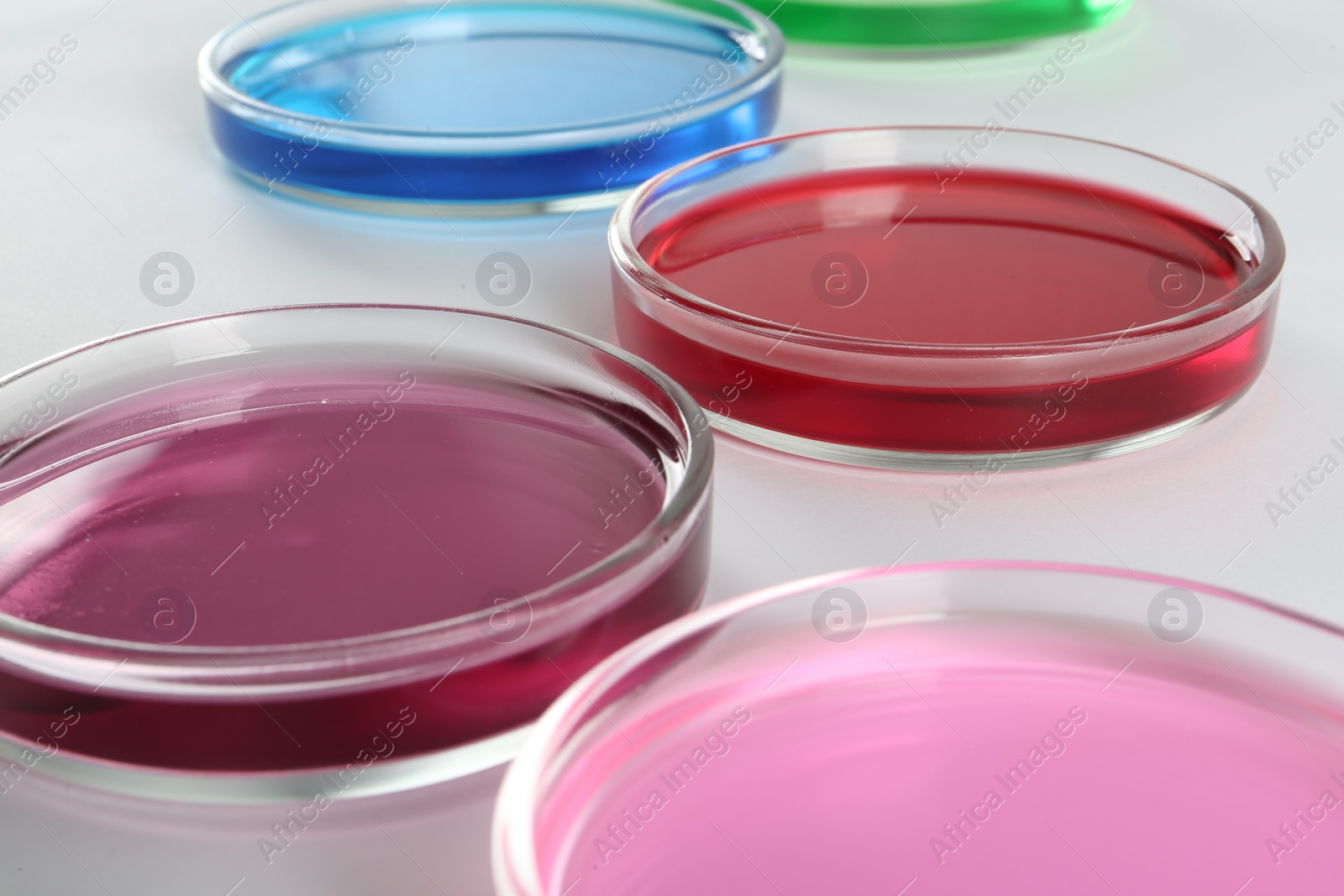 Photo of Petri dishes with colorful liquids on white background, closeup