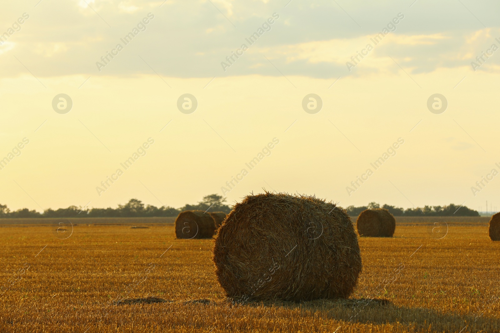 Photo of Beautiful view of agricultural field with hay bales